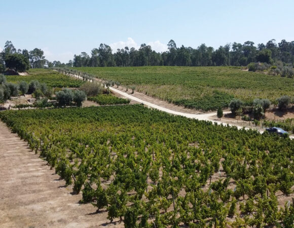 Quinta Do Perdigão – Mikroproducent wina, który zgarnia najwięcej nagród w regionie Dão