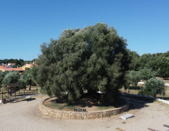 To drzewo oliwne ma 3350 lat!